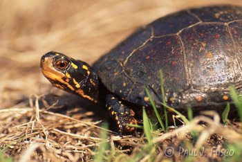 spotted turtles in shallow water