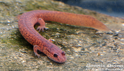 Spring Salamander