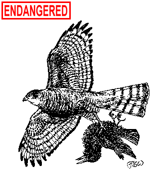 Sharp-shinned Hawk