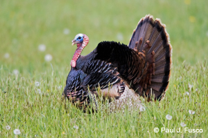 Male Wild Turkey