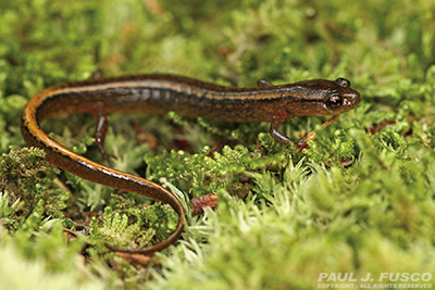 Northern Two-lined Salamander