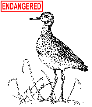 Upland Sandpiper Illustration