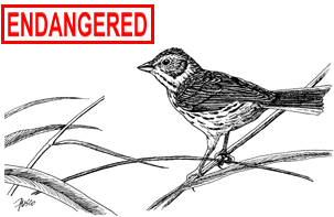 Vesper Sparrow Illustration