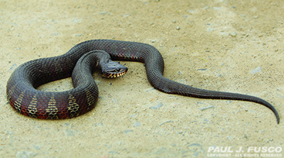 black water moccasin snake