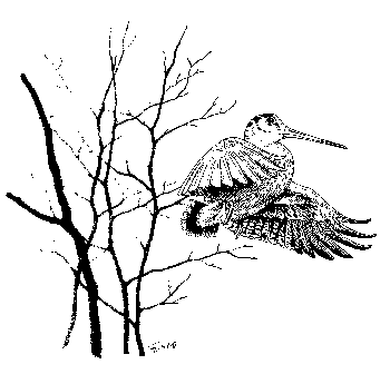 Woodcock Illustration