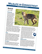 Wildlife Fact Sheet