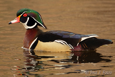 Drake Wood Duck