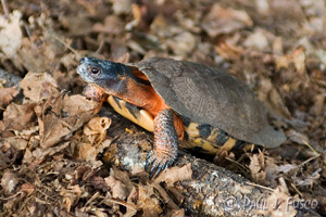 Wood Turtle