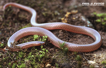 eastern worm snake