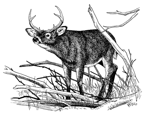 White-tailed Deer Illustration