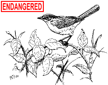 Yellow-breasted Chat illustration