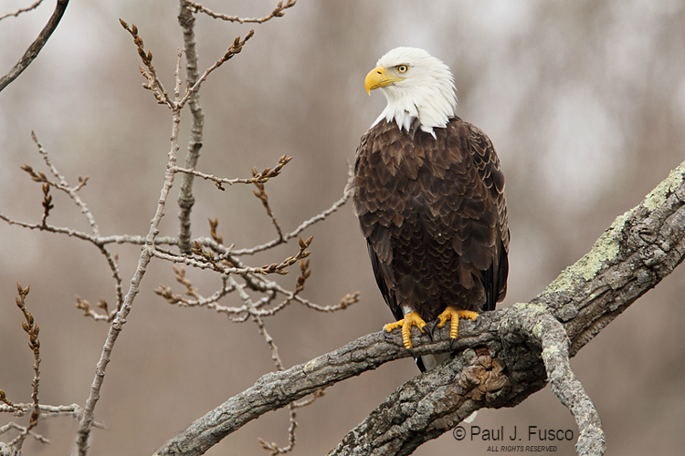 Bald eagle