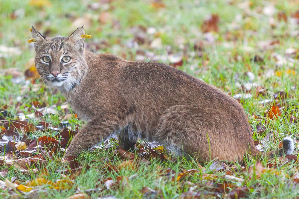Bobcats in Connecticut