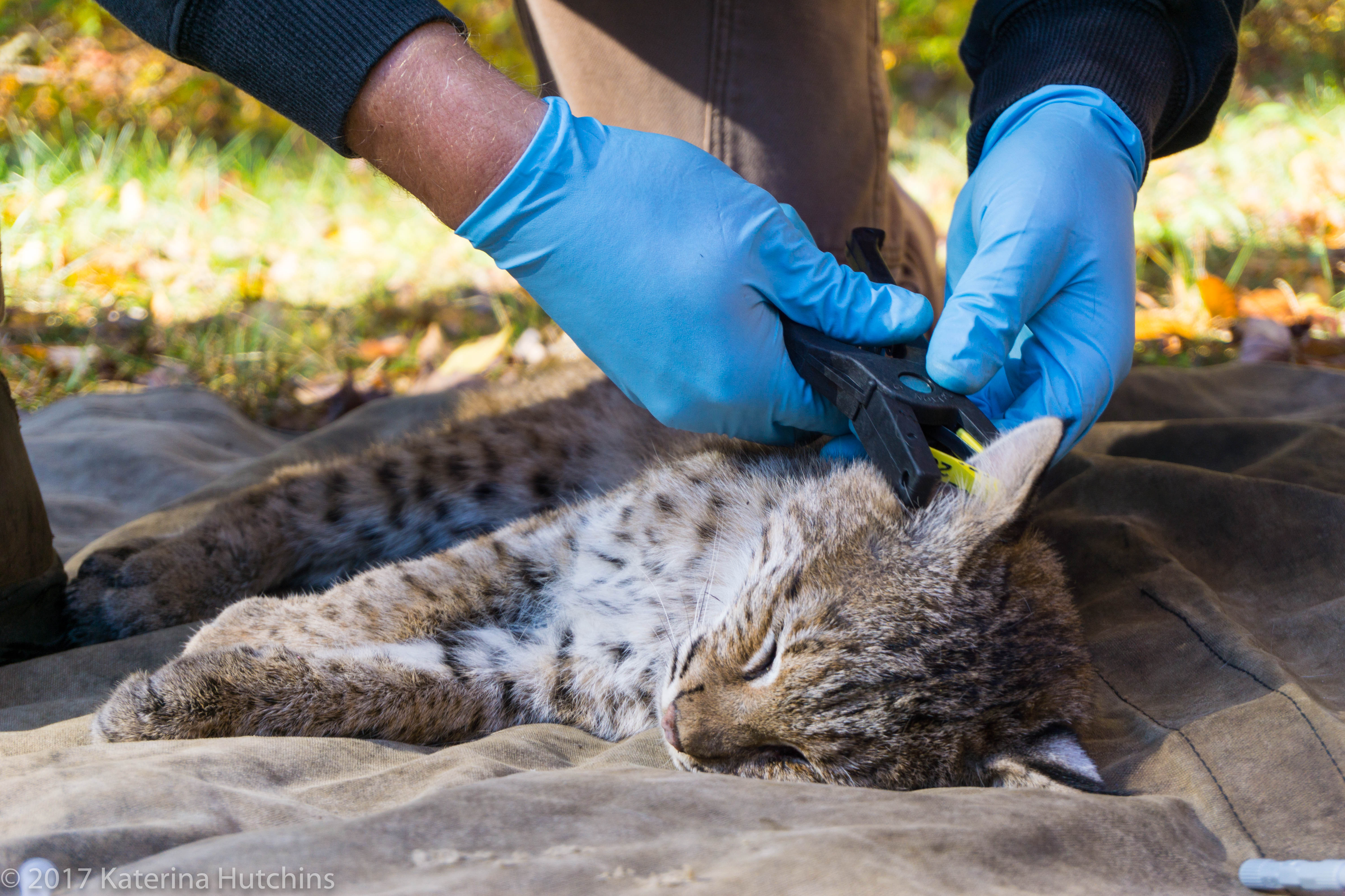 Bobcat Tagging