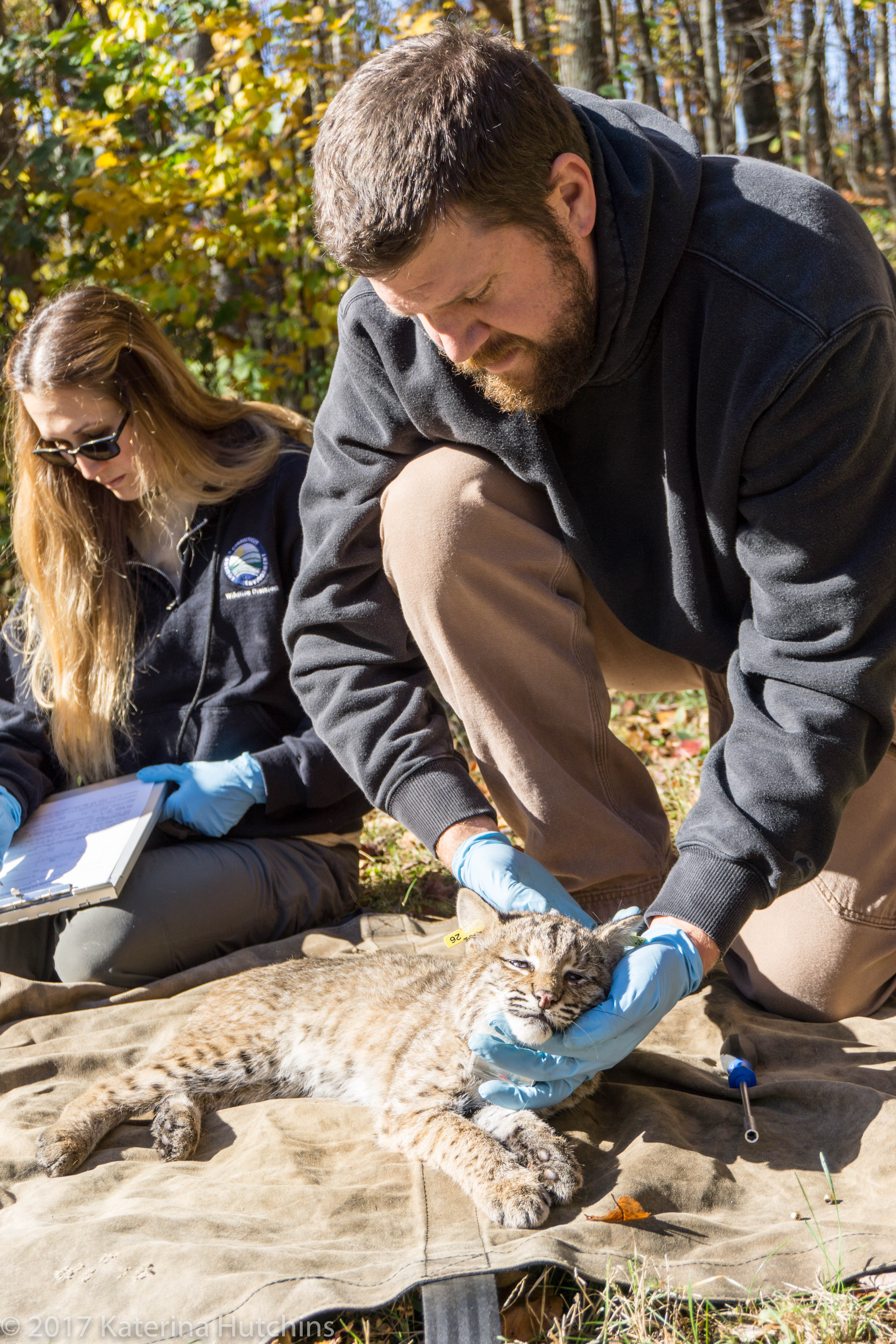 Mesures du lynx roux