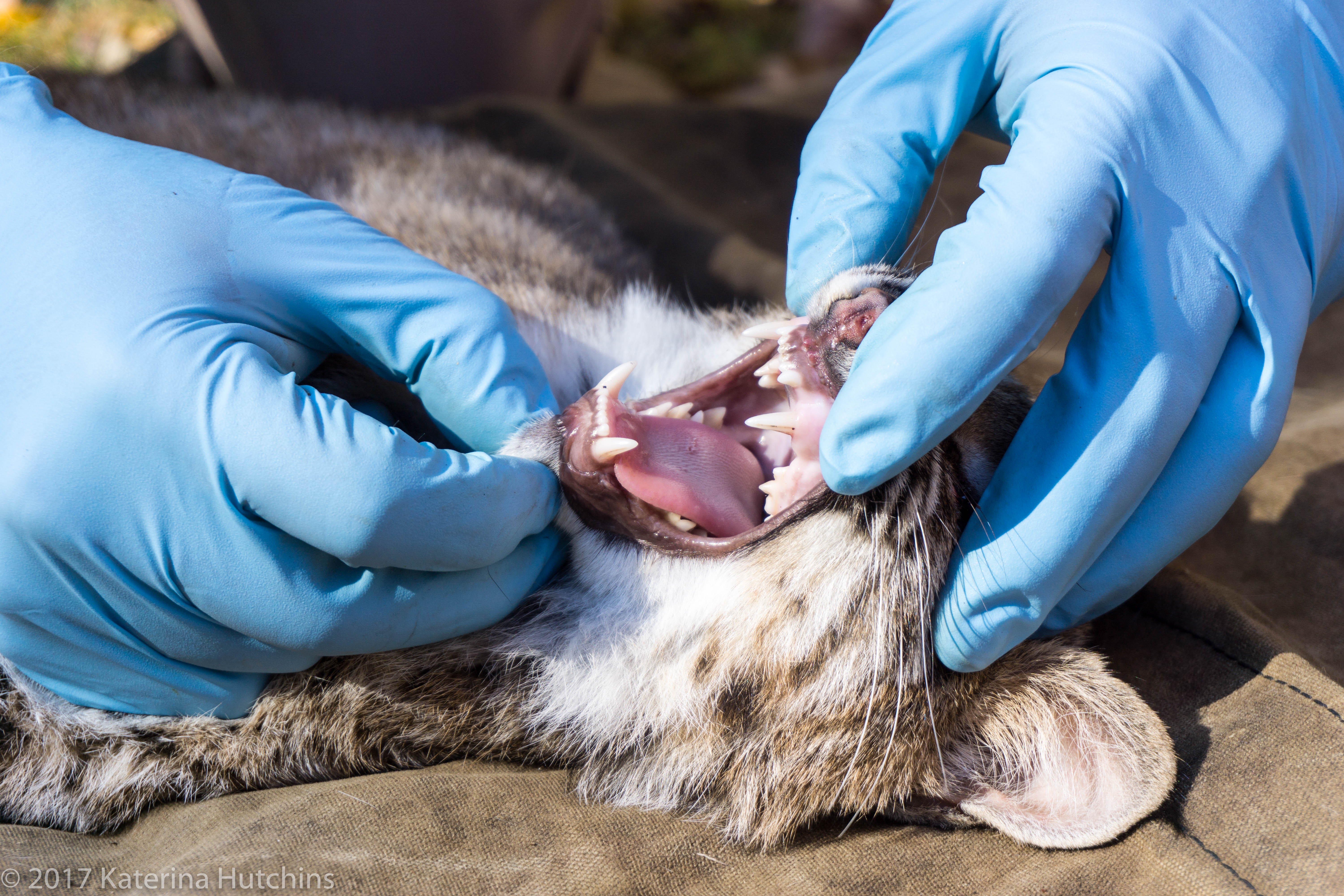 Dientes de gato montés