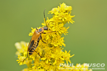 Pennsylvania Leatherwing Beetle