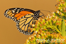 monarch butterfly