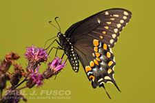 spicebush swallowtail