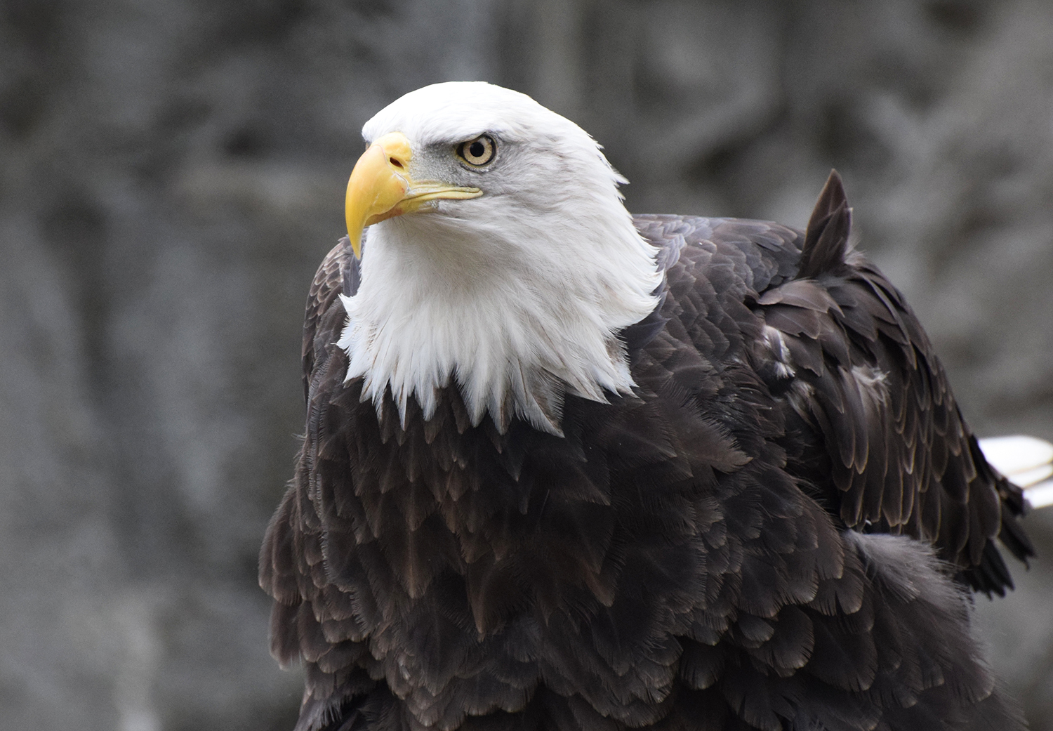 Bald Eagle