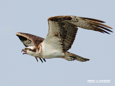 Osprey