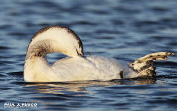 Red-throated Loon 