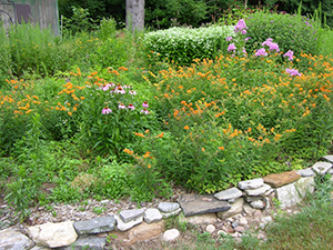 Butterfly Garden