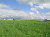 Grassland