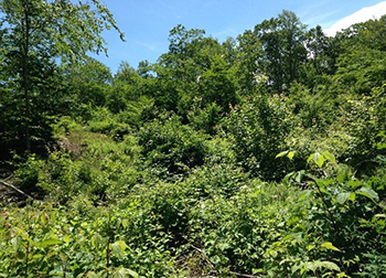 Young Forest Habitat