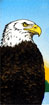 conserve wildlife eagle