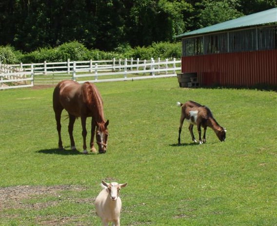 horse and goats recoperated at facility