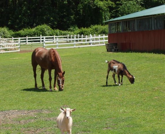 Second Chance Large Animal Rehabilitation Facility