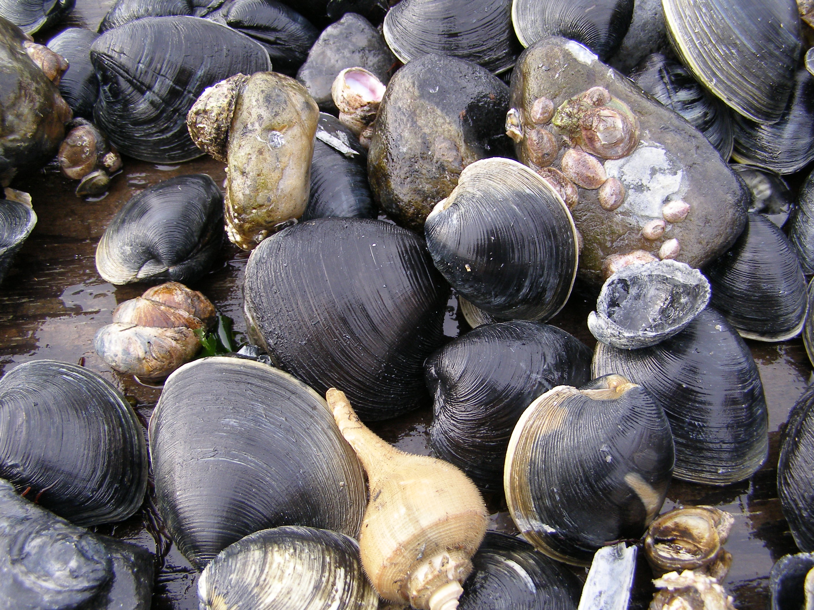 Shellfish Resource Assessments