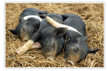 three piglets