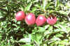 Picture of apples on tree. 