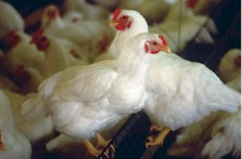 White leghorn chickens