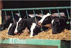 Dairy cattle at feeder