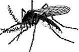 Picture of a mosquito.