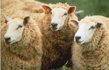 three sheep