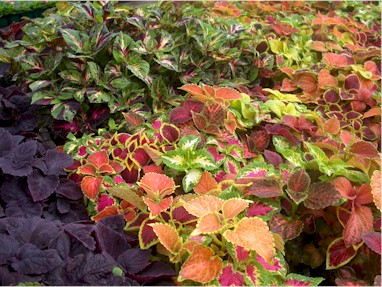 Summer bedding plants grown in Connecticut. These are Coleus plants. 