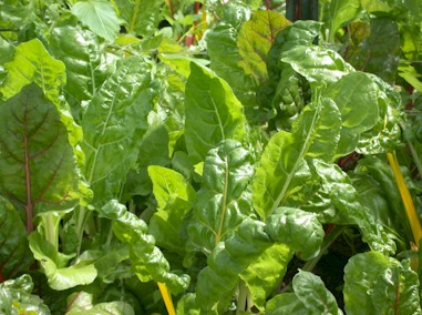 Field of beets greens grown in Connecticut. 