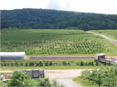 Connecticut orchard growing berries, fruits and greenhouse crops. 