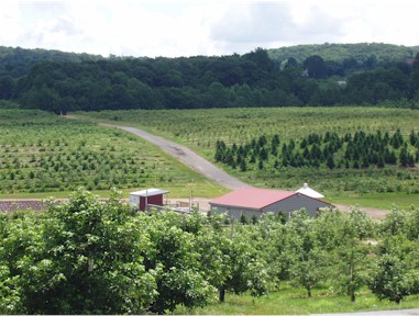 Orchard and berry farm in Glastonbury, Connecticut