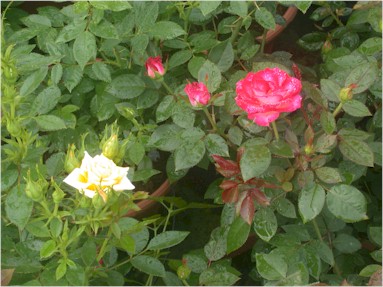 Roses are only one of in Connecticut's greenhouse and nursery crops.