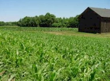 Connecticut grows both silage and sweet corn.