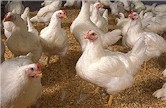 Image of chickens raised for meat, also known as "broiler" chickens. 