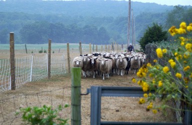 herding sheep