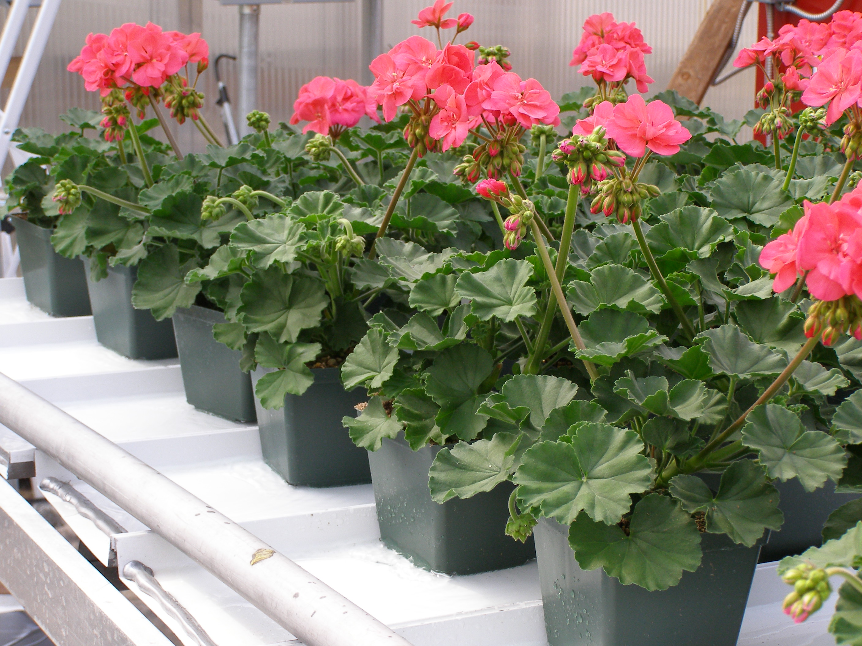 junkins geraniums