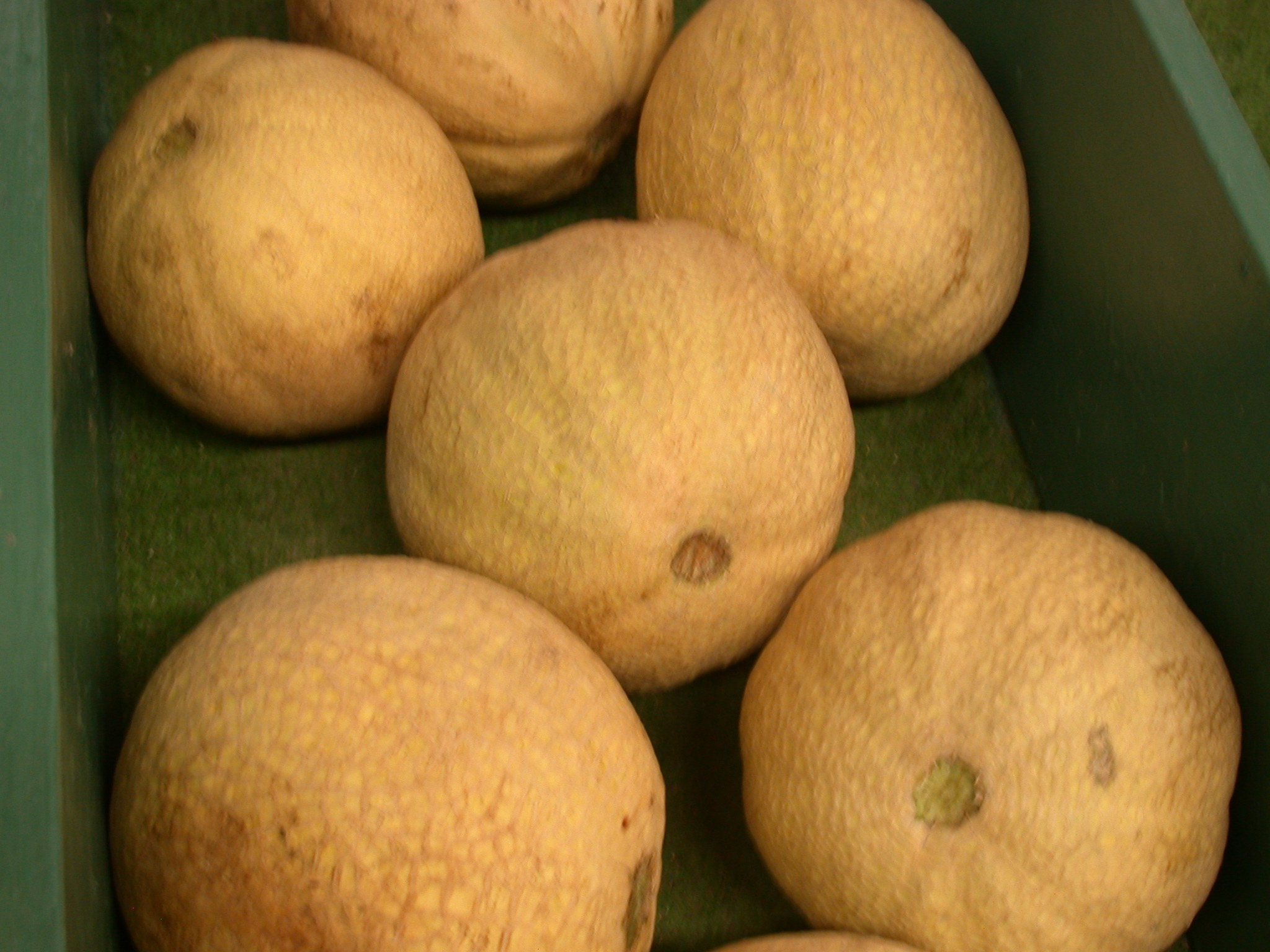 melons