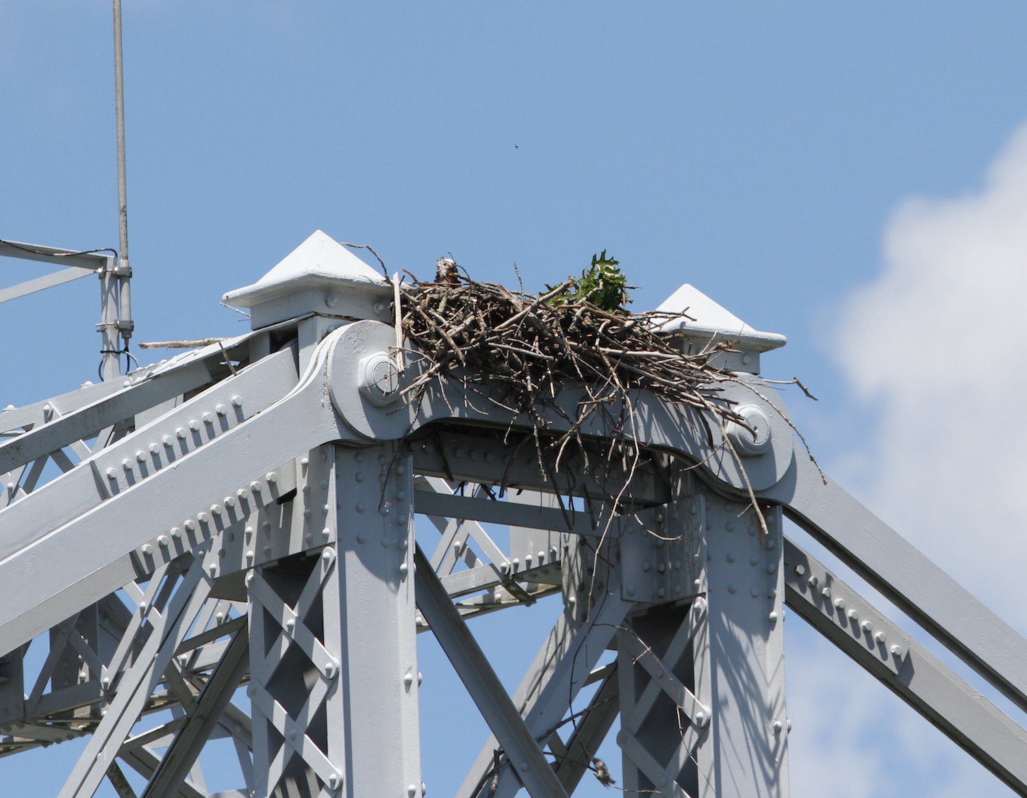 Osprey Nest Platform